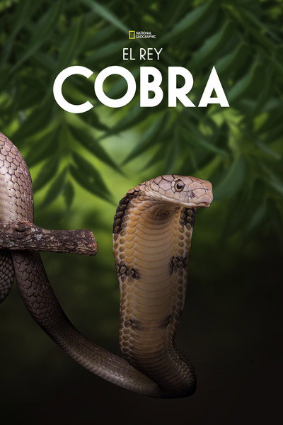 Póster de Secrets of the King Cobra