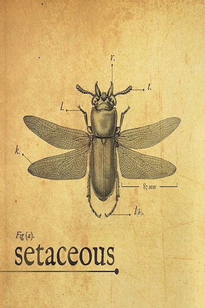 Póster de Setaceous
