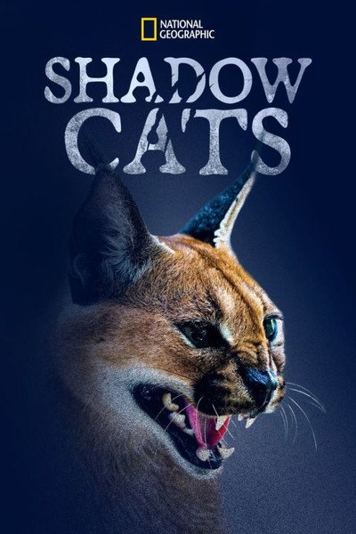 Póster de Shadow Cats