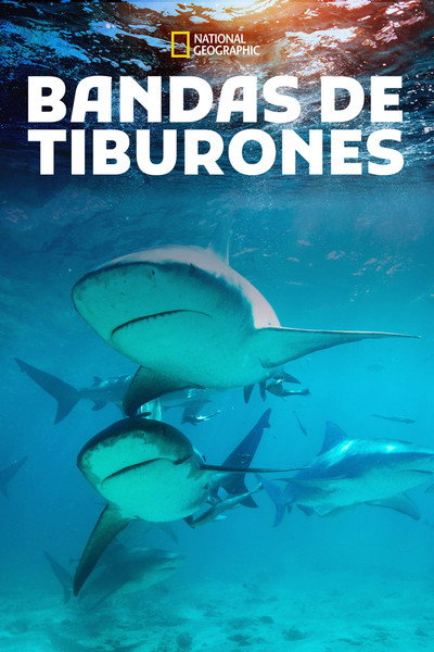 Póster de Shark Gangs