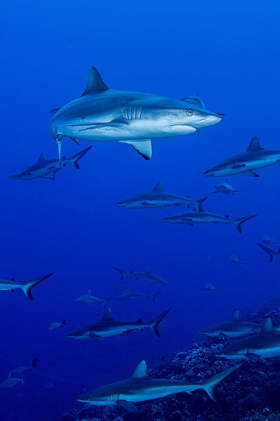 Póster de Shark Swarm