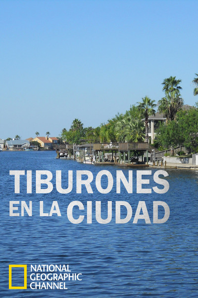 Póster de Sharks in the City: Bull Sharks in the Backyard