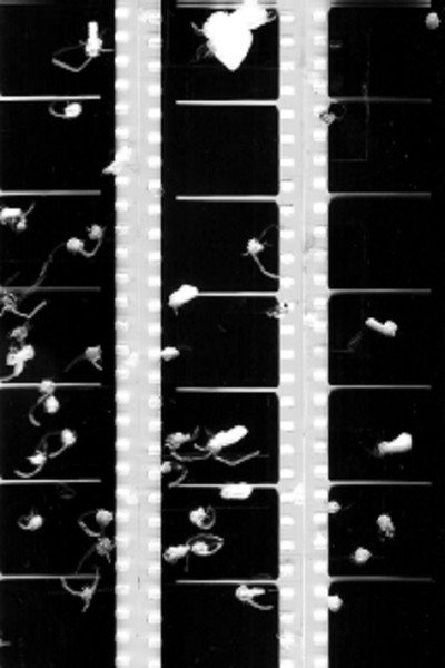 Póster de Shot Film