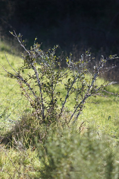 Póster de Shrub Oak
