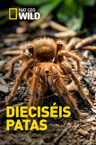 Póster de Sixteen Legs