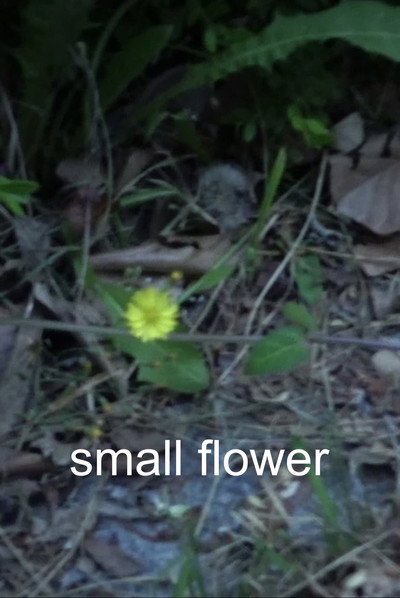 Póster de Small Flower