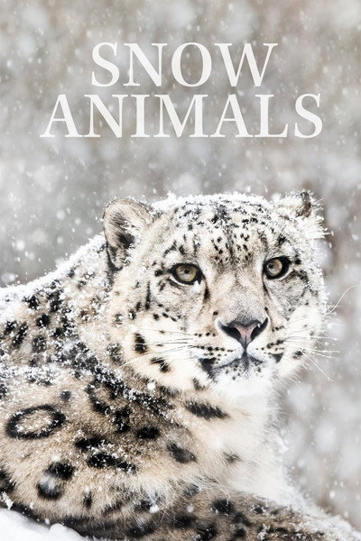 Póster de Snow Animals
