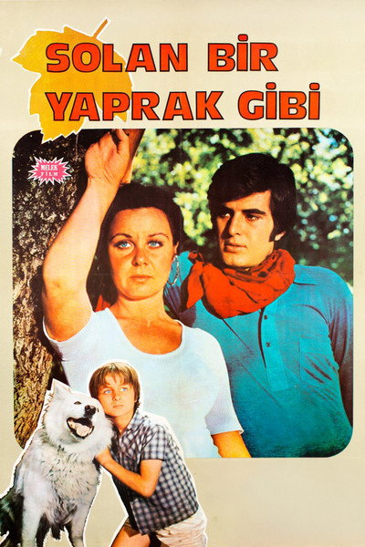 Póster de Solan Bir Yaprak Gibi