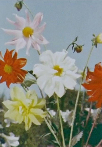 Póster de Spring Comes to Kashmir