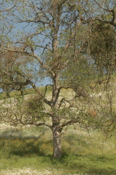 Póster de Spring Equinox