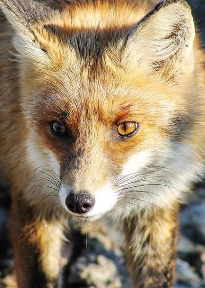 Póster de Stadt, Land, Fuchs!