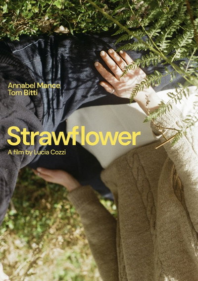Póster de Strawflower