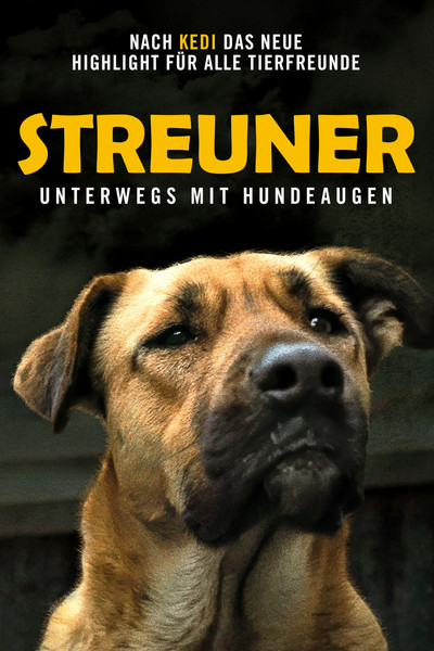 Póster de Stray
