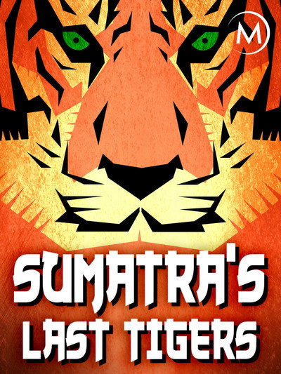 Póster de Sumatra's Last Tigers