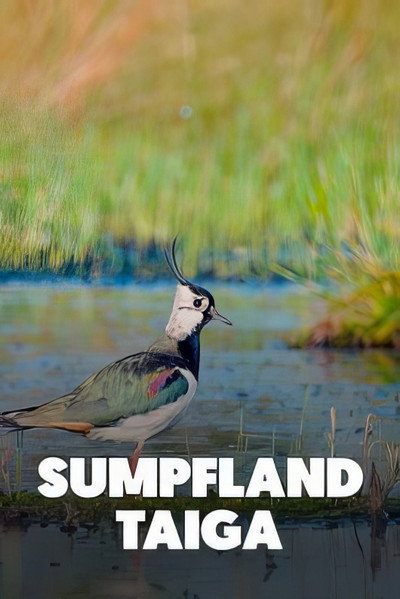 Póster de Sumpfland Taiga - Das Berezinsky-Biosphärenreservat