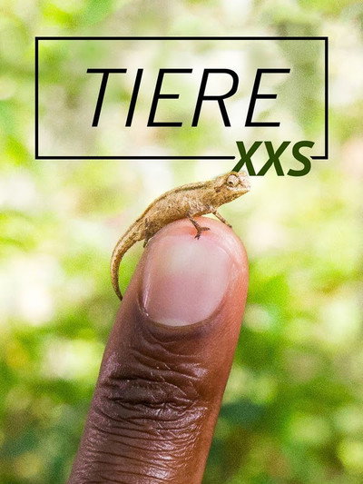 Póster de Super Small Animals
