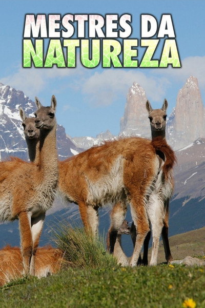 Póster de Survivor