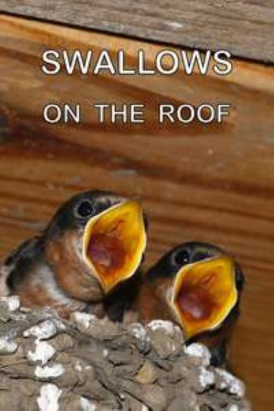 Póster de Swallows on the Roof