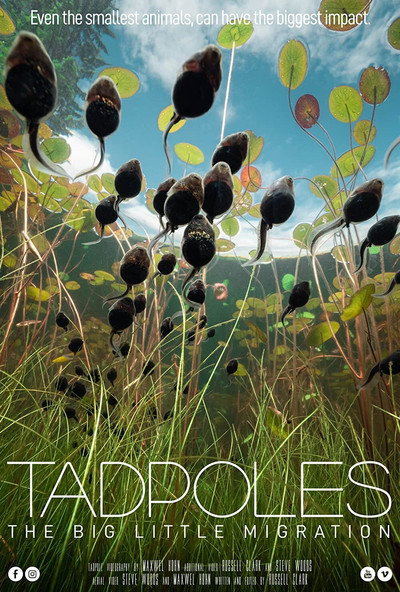 Póster de Tadpoles: The Big Little Migration