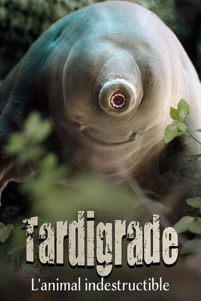 Póster de Tardigrade, l'animal indestructible
