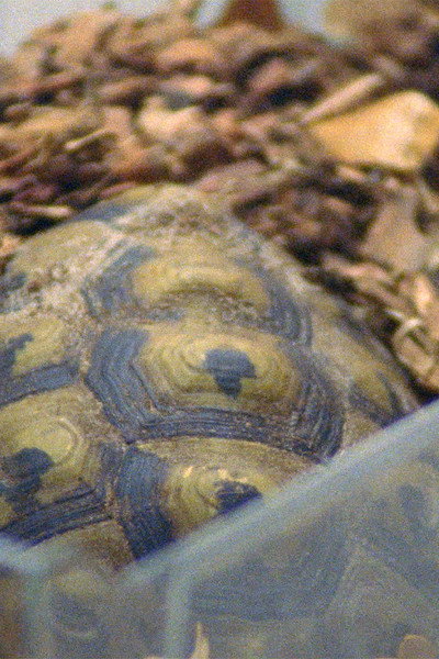 Póster de Testudo Hermanni