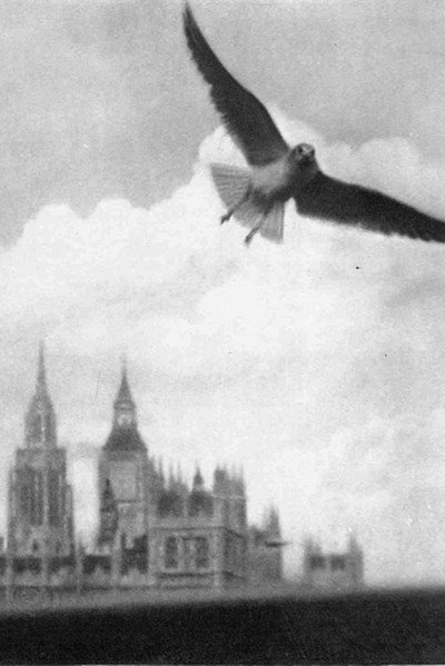 Póster de The Black-Headed Gull