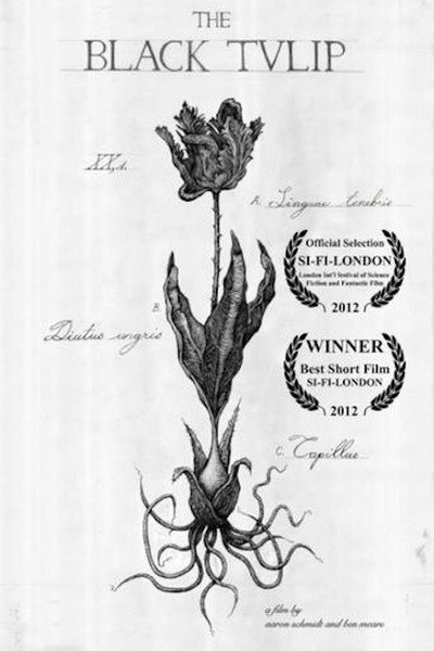 Póster de The Black Tulip