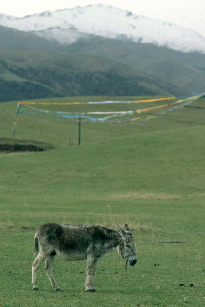 Póster de The Boys and the Donkey