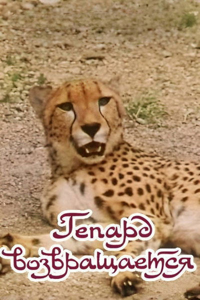 Póster de The Cheetah Comes Back