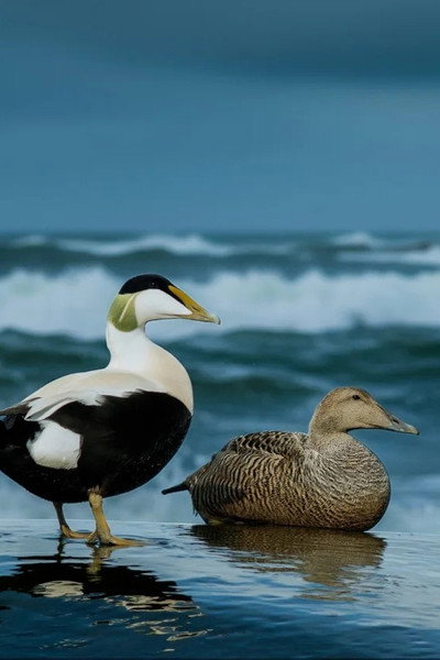 Póster de The Cry of the Eider