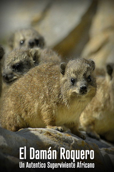 Póster de The Dassie: A South African Survival Specialist