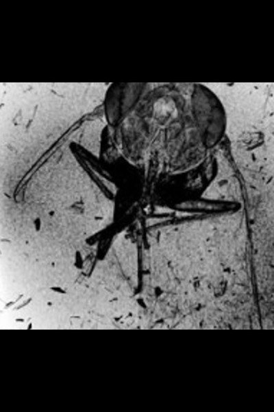 Póster de The Death of an Insect