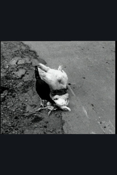 Póster de The Delmarva Chicken of Tomorrow