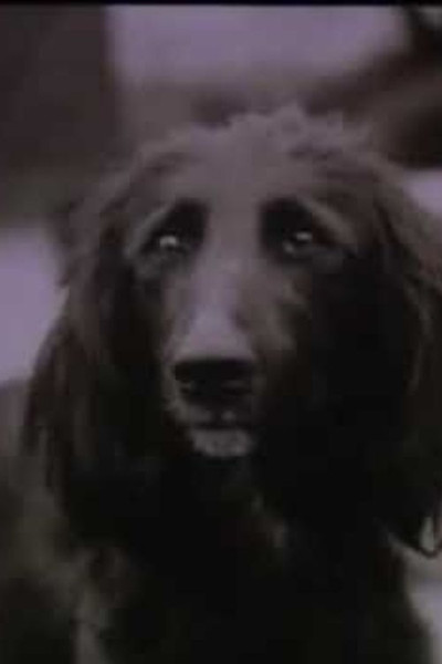 Póster de The Dog Was Running
