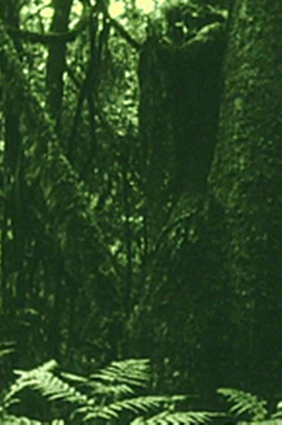 Póster de The Eyes in the Woods and the Taste in the Water