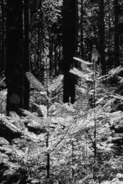 Póster de The Forest and the Sea