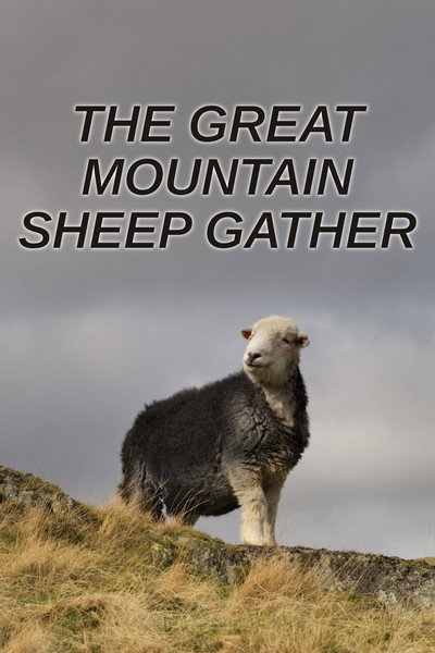 Póster de The Great Mountain Sheep Gather