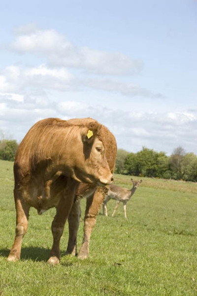 Póster de The Herd