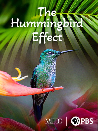 Póster de The Hummingbird Effect