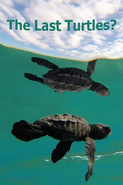 Póster de The Last Turtles?