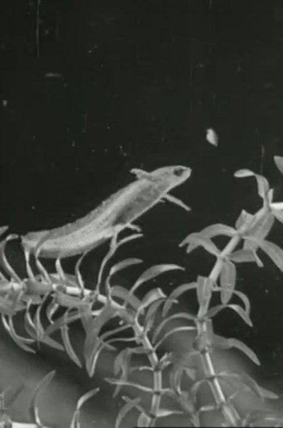 Póster de The Life Cycle of the Newt