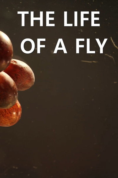 Póster de The Life of a Fly