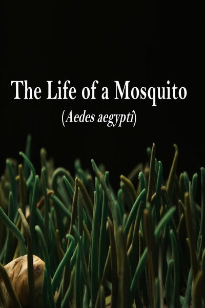 Póster de The Life of a Mosquito
