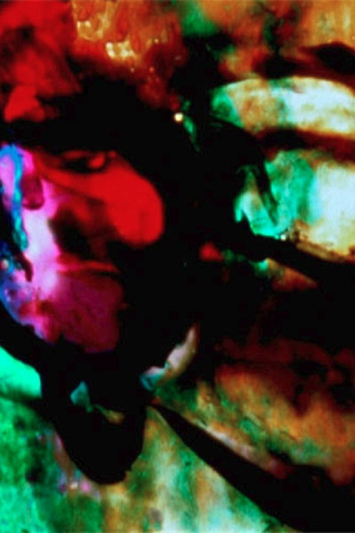 Póster de The Lion and the Zebra Make God's Raw Jewels