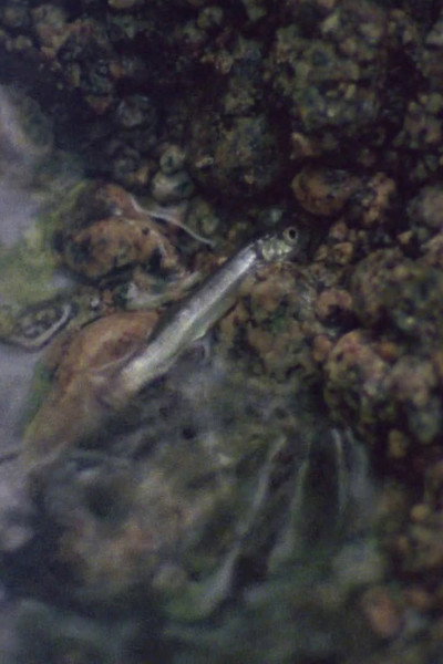 Póster de The Man Who Digs for Fish