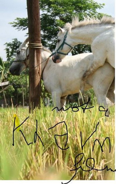 Póster de The Muzzled Horse of an Engineer in Search of Mechanical Saddles