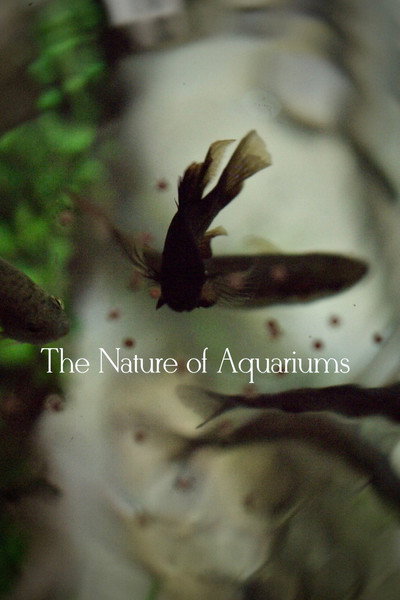Póster de The Nature of Aquariums