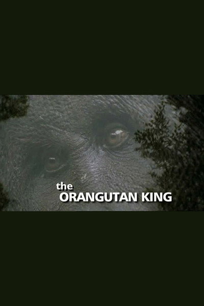 Póster de The Orangutan King