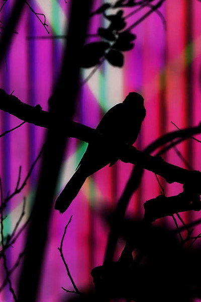 Póster de The Pearl of Tailorbird