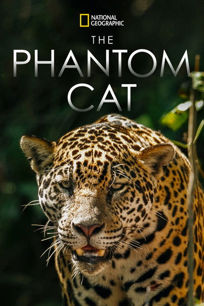 Póster de The Phantom Cat - Jaguar